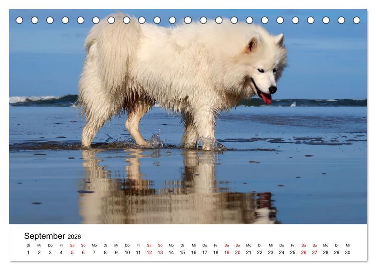 Produktbild: Ein Samojede am Meer (Tischkalender 2026 DIN A5 quer), CALVENDO Monatskalender
