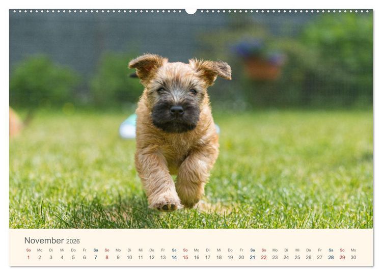 Produktbild: IRISH SOFT COATED WHEATEN TERRIER WELPEN 2026 (Wandkalender 2026 DIN A2 quer), CALVENDO Monatskalender