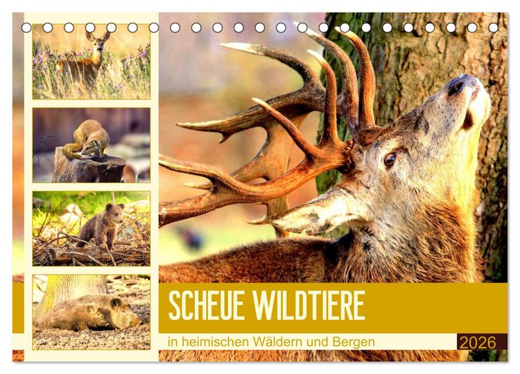 Produktbild: Scheue Wildtiere in heimischen W&auml;ldern und Bergen (Tischkalender 2026 DIN A5 quer), CALVENDO Monatskalender