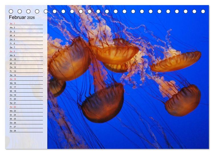 Produktbild: Quallen. Die Welt der Medusen (Tischkalender 2026 DIN A5 quer), CALVENDO Monatskalender