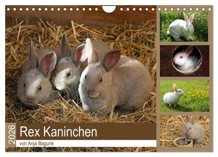 Produktbild: Rex - Kaninchen (Wandkalender 2026 DIN A4 quer), CALVENDO Monatskalender