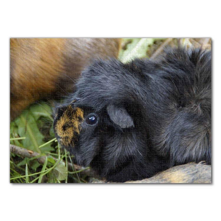 Produktbild: Lais Puzzle Meerschweinchen 500 Teile
