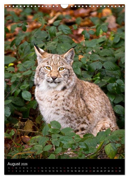 Produktbild: Der Luchs - Europas gr&ouml;&szlig;te Samtpfote (Wandkalender 2026 DIN A3 hoch), CALVENDO Monatskalender