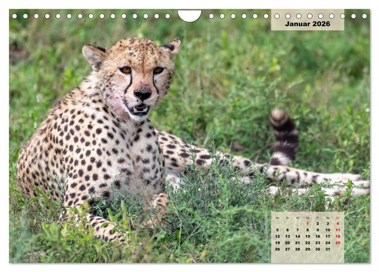 Produktbild: Raubkatzen - L&ouml;we, Gepard, Leopard (Wandkalender 2026 DIN A4 quer), CALVENDO Monatskalender