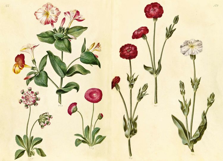 Produktbild: Das Gr&uuml;ne Florilegium &ndash; The Green Florilegium (dt./engl.)