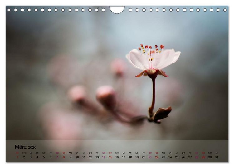 Produktbild: Bl&uuml;tenrausch - Mit Fr&uuml;hlingsgef&uuml;hlen durchs ganze Jahr (Wandkalender 2026 DIN A4 quer), CALVENDO Monatskalender