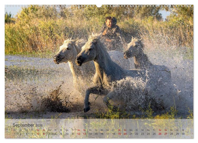 Produktbild: Die wei&szlig;en Pferde der Camargue (Wandkalender 2026 DIN A2 quer), CALVENDO Monatskalender