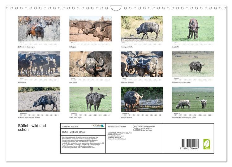 Produktbild: B&uuml;ffel - wild und sch&ouml;n (Wandkalender 2026 DIN A3 quer), CALVENDO Monatskalender