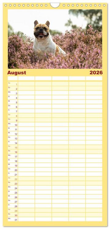 Produktbild: Familienplaner 2026 - Franz&ouml;sische Bulldoggen - Schutzengel auf 4 Pfoten mit 5 Spalten (Wandkalender, 21 x 45 cm) CALVENDO