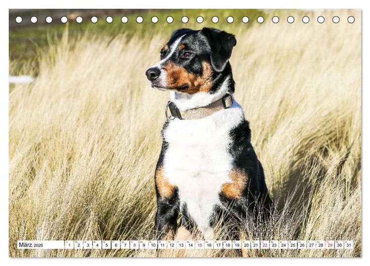 Produktbild: Appenzeller Sennenhunde (Tischkalender 2026 DIN A5 quer), CALVENDO Monatskalender