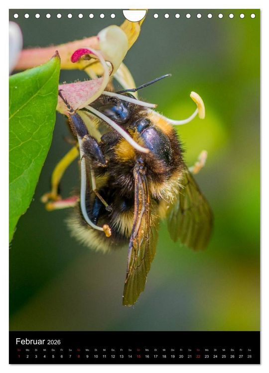 Produktbild: Bienen und Hummeln (Wandkalender 2026 DIN A4 hoch), CALVENDO Monatskalender