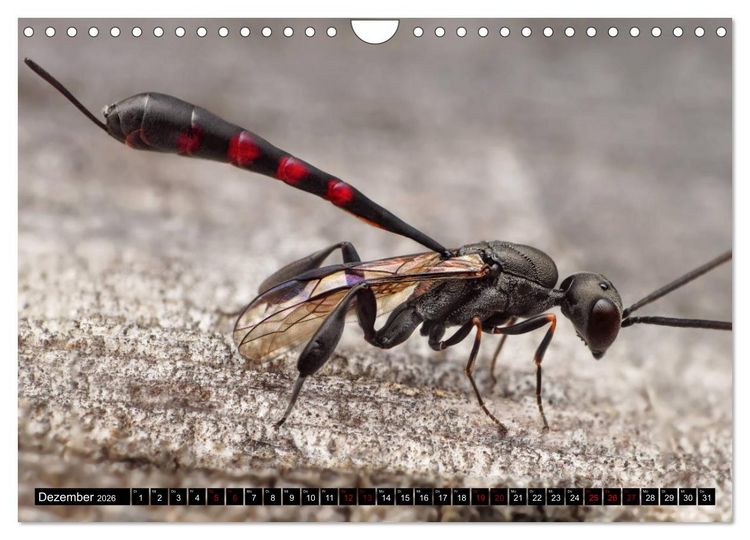 Produktbild: Faszination Makrofotografie: Wespen und Bienen (Wandkalender 2026 DIN A4 quer), CALVENDO Monatskalender