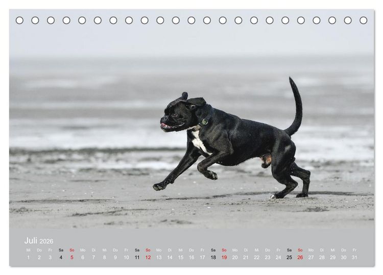 Produktbild: Boxer - charmante Herzensbrecher (Tischkalender 2026 DIN A5 quer), CALVENDO Monatskalender