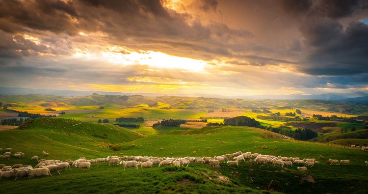 Produktbild: Wildes Neuseeland - Inseln am Ende der Welt