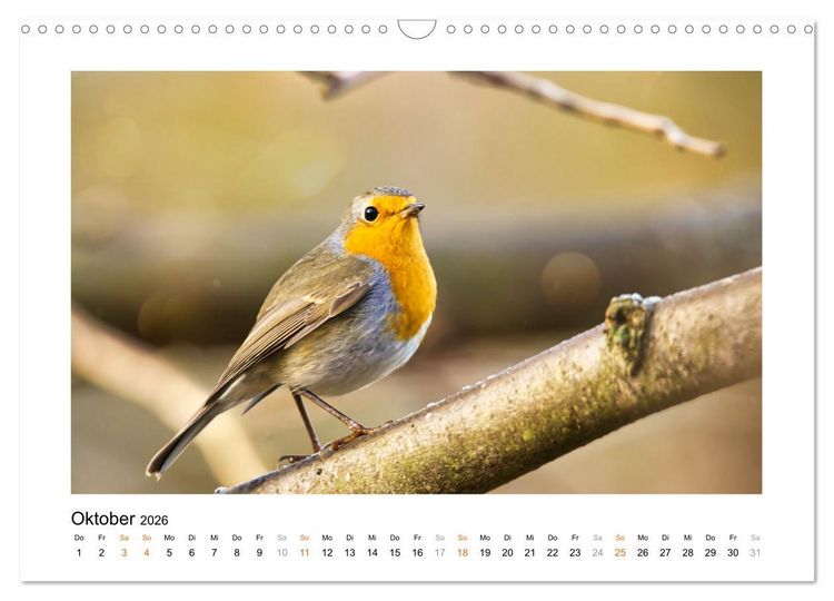 Produktbild: Zauberhafte Rotkehlchen (Wandkalender 2026 DIN A3 quer), CALVENDO Monatskalender