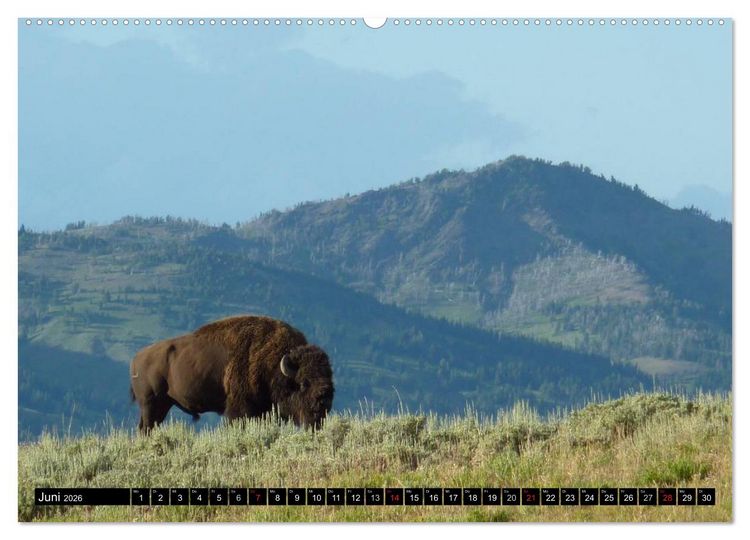 Produktbild: Wisent und Bison (Wandkalender 2026 DIN A2 quer), CALVENDO Monatskalender
