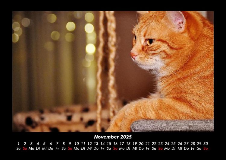 Produktbild: F&uuml;r Katzenfreunde 2025 Fotokalender DIN A3