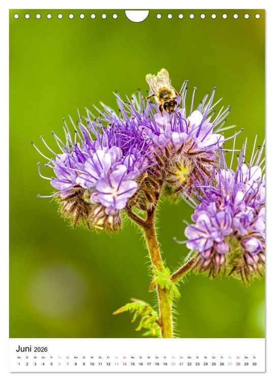 Produktbild: BIENEN - Kleine N&uuml;tzlinge ganz nah (Wandkalender 2026 DIN A4 hoch), CALVENDO Monatskalender
