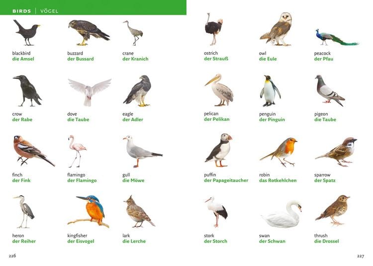 Produktbild: German Visual Dictionary