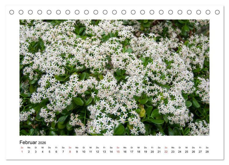 Produktbild: Kakteen und Sukkulenten (Tischkalender 2026 DIN A5 quer), CALVENDO Monatskalender