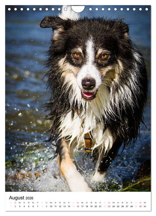 Produktbild: Australian Shepherd &ndash; Mit dem Aussie unterwegs (Wandkalender 2026 DIN A4 hoch), CALVENDO Monatskalender