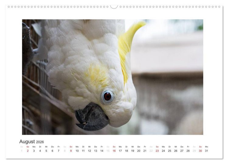 Produktbild: Kunterbunte Papageien und Sittiche (hochwertiger Premium Wandkalender 2026 DIN A2 quer), Kunstdruck in Hochglanz
