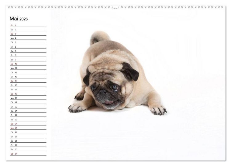 Produktbild: Mops - unwiderstehlich und charmant (hochwertiger Premium Wandkalender 2026 DIN A2 quer), Kunstdruck in Hochglanz