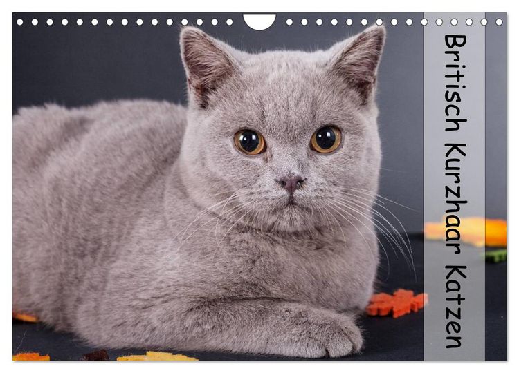Produktbild: Britisch Kurzhaar Katzen (Wandkalender 2026 DIN A4 quer), CALVENDO Monatskalender