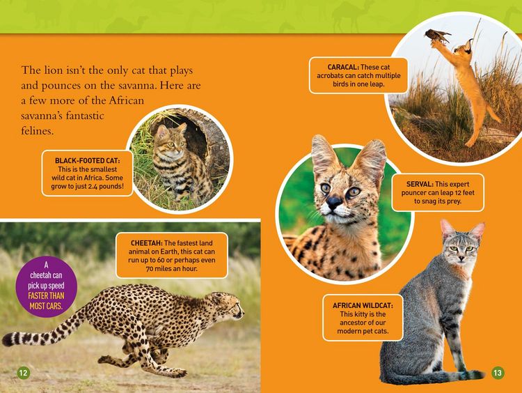 Produktbild: Roar! (National Geographic Kids Readers, Level 3/Fact Reader)