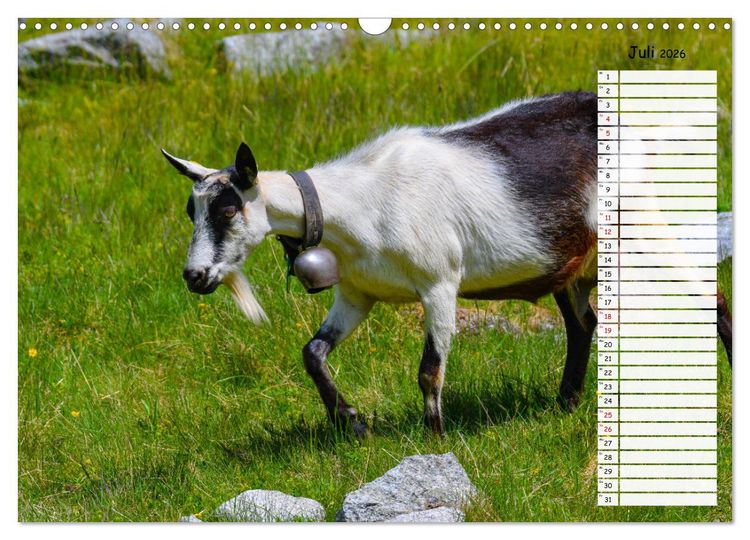 Produktbild: Ziegenfreude (Wandkalender 2026 DIN A3 quer), CALVENDO Monatskalender