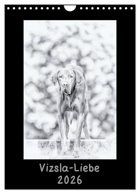 Produktbild: Vizsla-Liebe (Wandkalender 2026 DIN A4 hoch), CALVENDO Monatskalender
