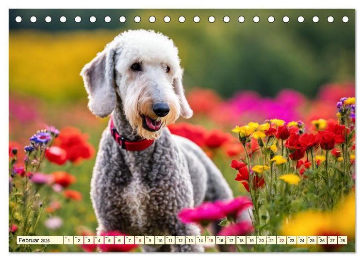 Produktbild: Bedlington Terrier - Hunde im Schafspelz (Tischkalender 2026 DIN A5 quer), CALVENDO Monatskalender