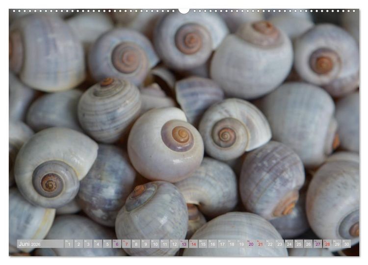 Produktbild: H&auml;user der Meere: Muscheln - Seeigel - Schnecken (hochwertiger Premium Wandkalender 2026 DIN A2 quer), Kunstdruck in Hochglanz