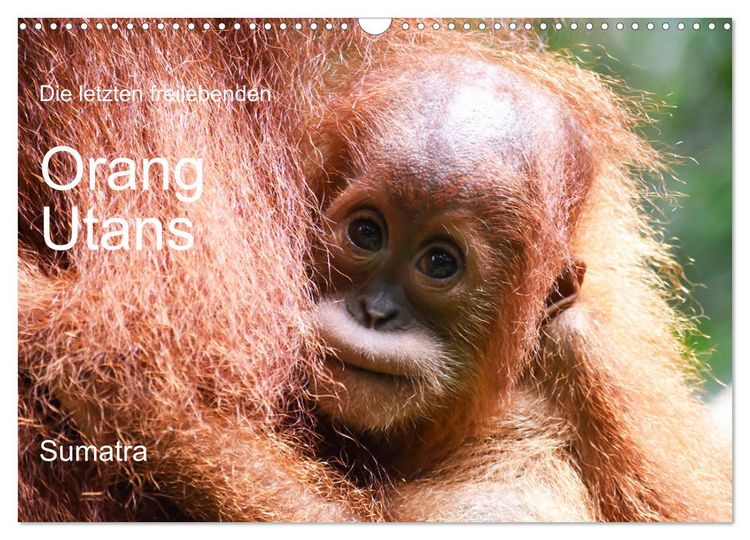 Produktbild: Die letzten freilebenden Orang Utans (Wandkalender 2026 DIN A3 quer), CALVENDO Monatskalender