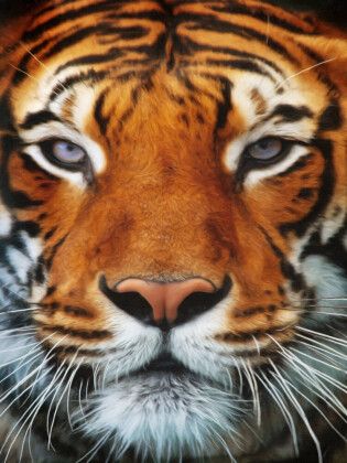 Produktbild: CALVENDO Puzzle Tiger Portrait | 1000 Teile Lege-Gr&ouml;&szlig;e 64x48cm Foto-Puzzle f&uuml;r gl&uuml;ckliche Stunden