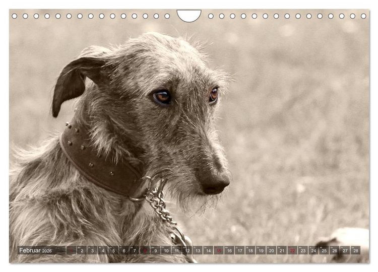 Produktbild: Windhunde eye-catcher (Wandkalender 2026 DIN A4 quer), CALVENDO Monatskalender