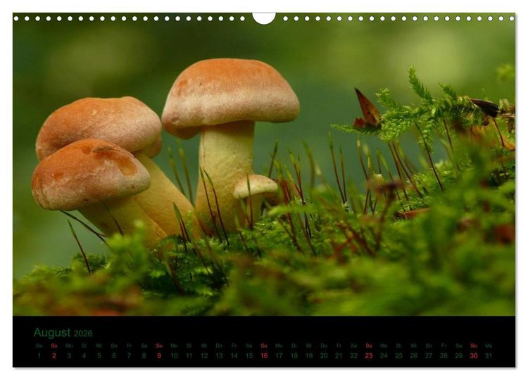 Produktbild: Im Reich der Pilze (Wandkalender 2026 DIN A3 quer), CALVENDO Monatskalender
