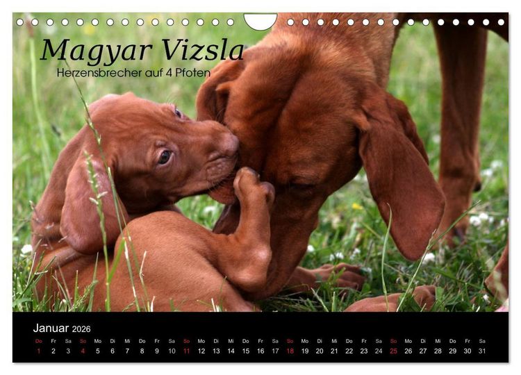 Produktbild: Magyar Vizsla - Zauberhafte Kobolde (Wandkalender 2026 DIN A4 quer), CALVENDO Monatskalender