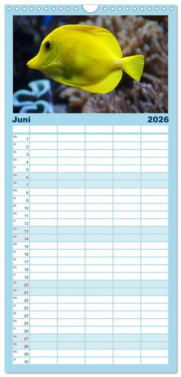 Produktbild: Familienplaner 2026 - Fische und Meerestiere mit 5 Spalten (Wandkalender, 21 x 45 cm) CALVENDO