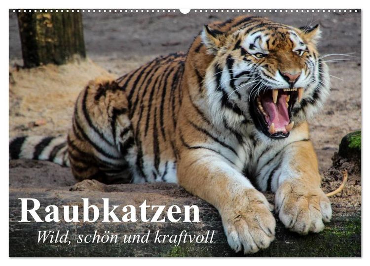 Produktbild: Raubkatzen. Wild, sch&ouml;n und kraftvoll (Wandkalender 2026 DIN A2 quer), CALVENDO Monatskalender