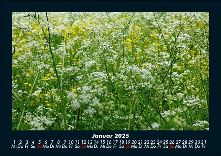 Produktbild: Blumentr&auml;ume 2025 Fotokalender DIN A5