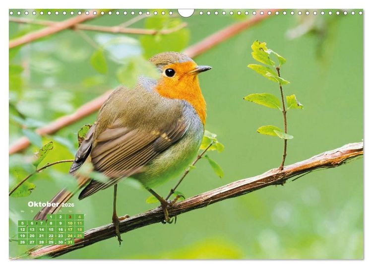 Produktbild: V&ouml;gel in unserer Heimat: Kiebitz, Wiedehopf und Turteltaube (Wandkalender 2026 DIN A3 quer), CALVENDO Monatskalender