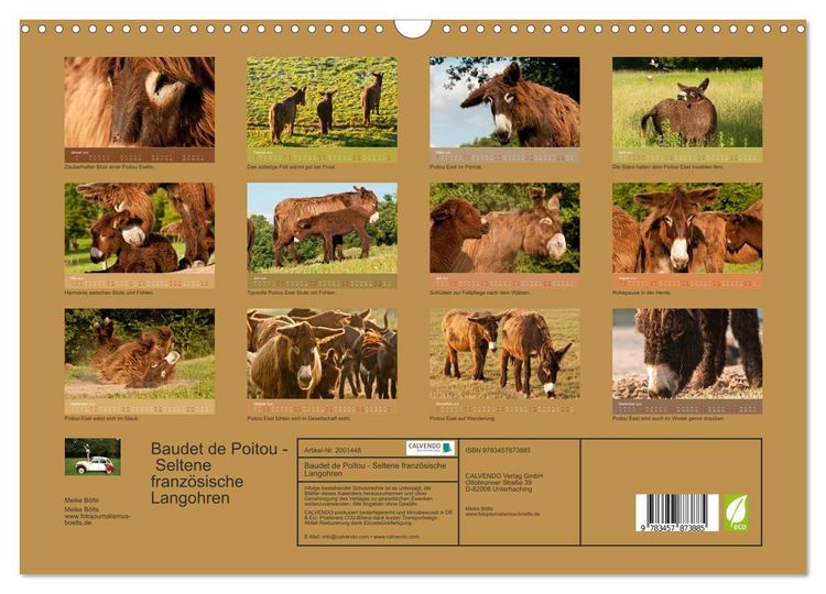 Produktbild: Baudet de Poitou - Seltene franz&ouml;sische Langohren (Wandkalender 2026 DIN A3 quer), CALVENDO Monatskalender