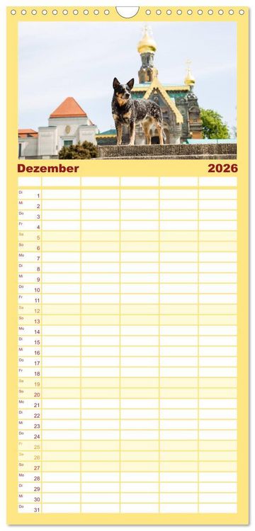 Produktbild: Familienplaner 2026 - Australian Cattle Dogs zwischen Kunst und Kultur mit 5 Spalten (Wandkalender, 21 x 45 cm) CALVENDO