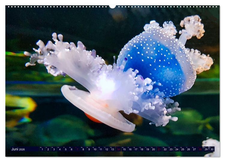 Produktbild: In der Welt der Medusen (Wandkalender 2026 DIN A2 quer), CALVENDO Monatskalender