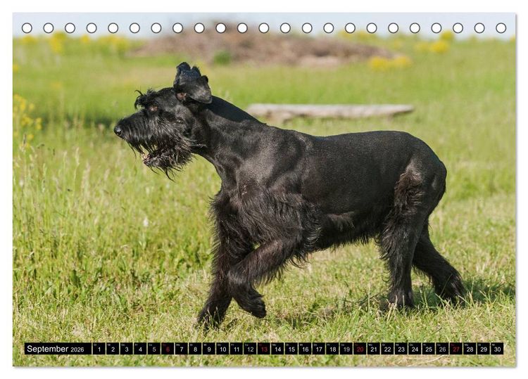 Produktbild: Treuer Freund Riesenschnauzer (Tischkalender 2026 DIN A5 quer), CALVENDO Monatskalender