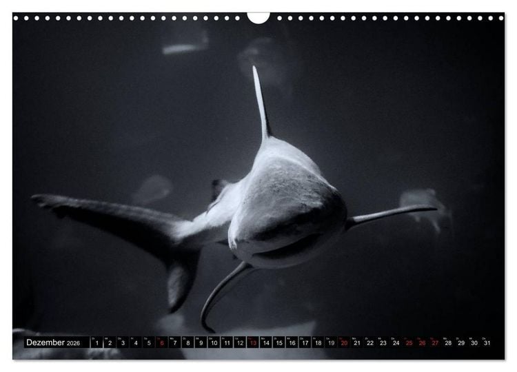 Produktbild: Meerestiere Bilder in Schwarz Weiss (Wandkalender 2026 DIN A3 quer), CALVENDO Monatskalender