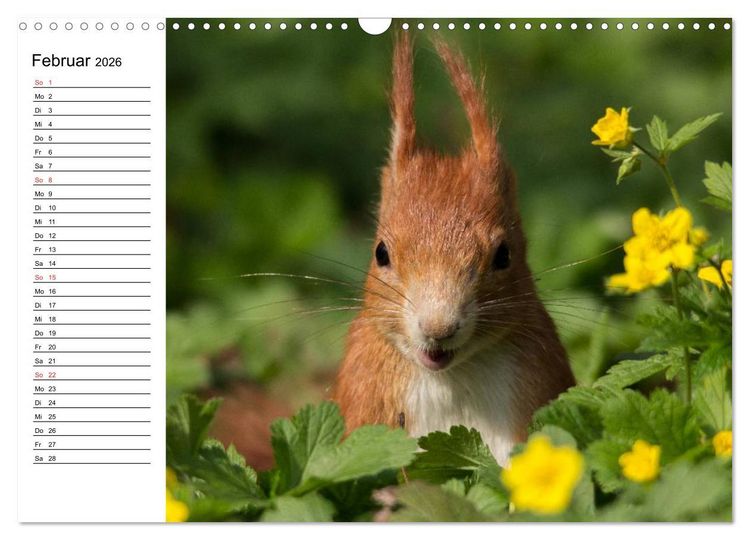 Produktbild: Mit dem Eichh&ouml;rnchen durchs Jahr (Wandkalender 2026 DIN A3 quer), CALVENDO Monatskalender