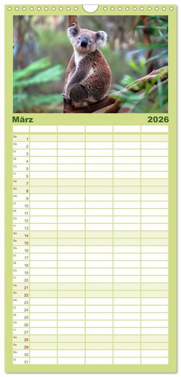 Produktbild: Familienplaner 2026 - Koala - kleiner Teddy mit 5 Spalten (Wandkalender, 21 x 45 cm) CALVENDO