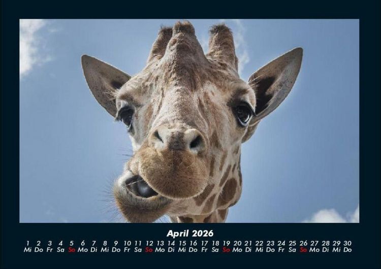 Produktbild: Giraffen 2026 Fotokalender DIN A4